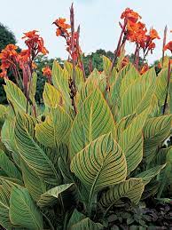 Canna Show Off Pretoria (Canna orchioides)