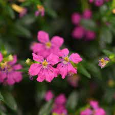 Cuphea Magic Mix (Cuphea FloriGlory) - Ladybird Nursery