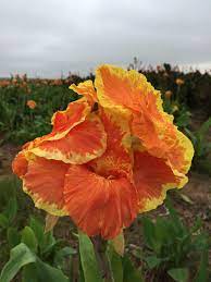 Canna King Humbert (Canna) - Ladybird Nursery