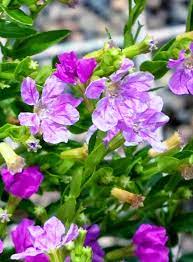 Cuphea Hatter Mauve (Cuphea Mad)