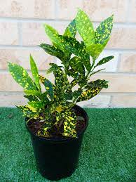 Croton 'Mad Painter' (Codiaeum variegatum) - Medium