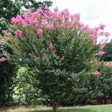 Crepe Myrtle Scarlet Retreat (Lagerstroemia) - Ladybird Nursery