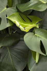 Tauerii (Monstera deliciosa) - Ladybird Nursery