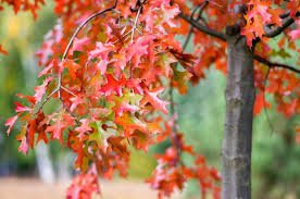 Scarlet Oak (Quercus coccinea) - Ladybird Nursery