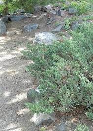 Chinese Juniper San Jose (Juniperus chinensis)