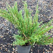 Creeping Juniper douglasii (Juniperus horizontalis)