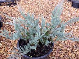 Creeping Juniper Blue Forest (Juniperus horizontalis) - Ladybird Nursery