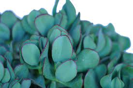 Crassula (Crassula Bluebird) - Ladybird Nursery
