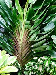 Cordyline Singapore Twist (Cordyline fruticosa)