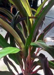 Cordyline Rooster Tail (Cordyline fruticosa) - Ladybird Nursery