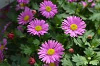 Swan River Daisy Hot Candy (Brachyscome angustifolia) - Ladybird Nursery