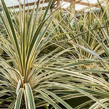 Cordyline Purple Dazzler (Cordyline australis)