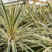 Cordyline Purple Dazzler (Cordyline australis)