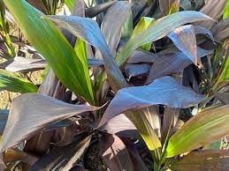 Cordyline Negra (Cordyline fruticosa) - Ladybird Nursery