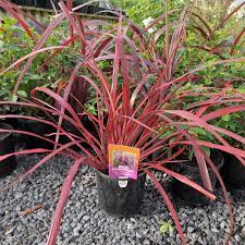 Cordyline Fountain (Cordyline Red)