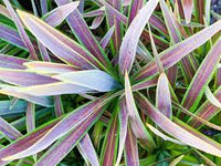Cordyline Choc Mint (Cordyline australis)
