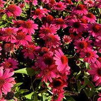 Coneflower Magic Vintage Pink (Echinacea Sun)