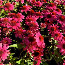 Coneflower Magic Vintage Pink (Echinacea Sun) - Ladybird Nursery