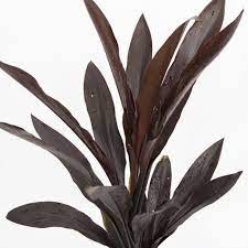 Cordyline Caruba™ Black (Cordyline fruticosa)