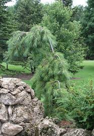 Eastern White Pine Pendula (Pinus strobus) - Ladybird Nursery