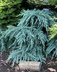 Deodar Cedar Feelin Blue (Cedrus deodara) - Ladybird Nursery