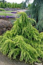 Deodar Cedar Bogles Golden Bowl (Cedrus deodara)
