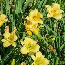 Daylily Stella Citron (Hemerocallis ) - Ladybird Nursery