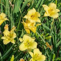 Daylily Stella Citron (Hemerocallis )