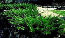 Savin Juniper Tamariscifolia (Juniperus sabina)