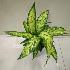 Dieffenbachia 'Bright Star' - Ladybird Nursery