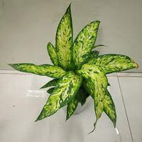 Dieffenbachia Bright Star