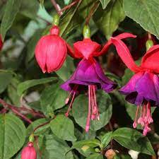 Electric Lights (Fuchsia)