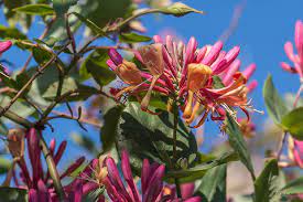 European Honeysuckle (Lonicera periclymenum)