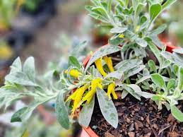 Emu Bush prostrate Blue Horizon™ (Eremophila glabra) - Ladybird Nursery