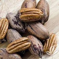 Pecan Nut PABST (grafted) - Ladybird Nursery