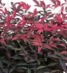 Heavenly Bamboo FLIRT™ (Nandina domestica) - Ladybird Nursery