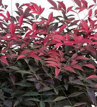 Heavenly Bamboo FLIRT™ (Nandina domestica) - Ladybird Nursery