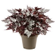 Begonia - Bewitched Lavender