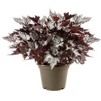 Begonia - Bewitched Lavender