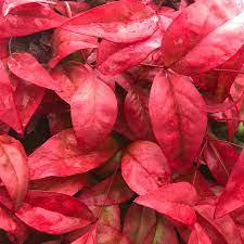 Heavenly Bamboo BLUSH™ (Nandina domestica) - Ladybird Nursery