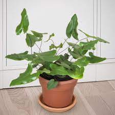 Heart Fern (Hemionitis arifolia)