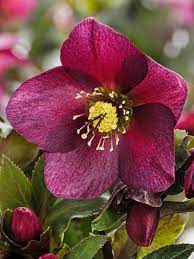 Hellebore Ice N Roses Red (Helleborus )