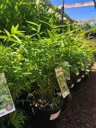 Hedge Bamboo Wang Tsai (Bambusa multiplex)