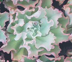 Hens and Chicks Pink (Echeveria Dicks)