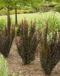 Helmond Pillar Japanese Barberry (Berberis thunbergii) - Ladybird Nursery