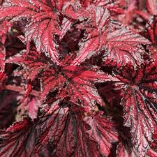 Begonia - Bewitched Red Black - Ladybird Nursery