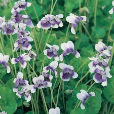 Hibiscus Klahanie Granada