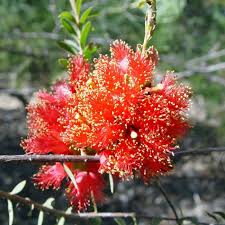 Scarlet Honey Myrtle Red (Melaleuca fulgens)