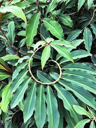 Unknown Costus (Costus vargasii)