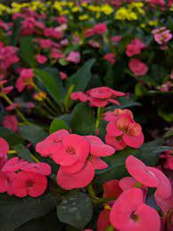 Vulcanus Red Crown of Thorns (Euphorbia milii)